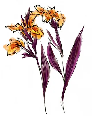 Orange iris flowers with purple leaves watercolor illustration