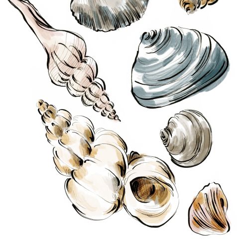 Illustration of different seashells in various shapes and sizes