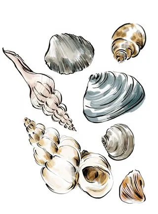 Illustration of different seashells in various shapes and sizes