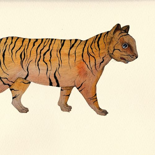 An illustration of a tiger