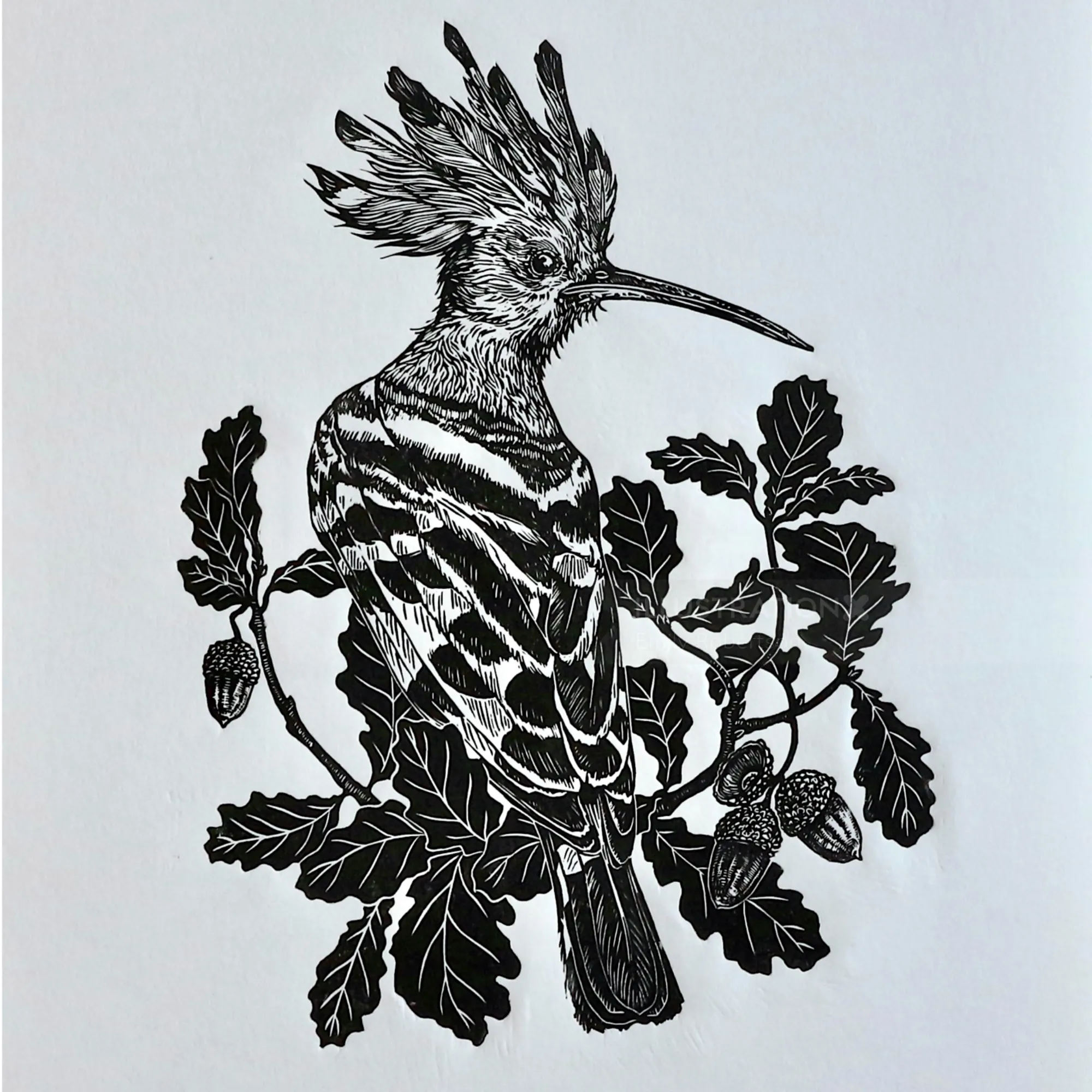 Lino cut of hoopoe bird perched on oak branch, artwork by Emily Robertson