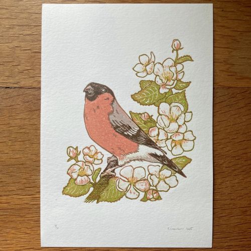 Multi-block lino print of a bullfinch on an apple blossom branch