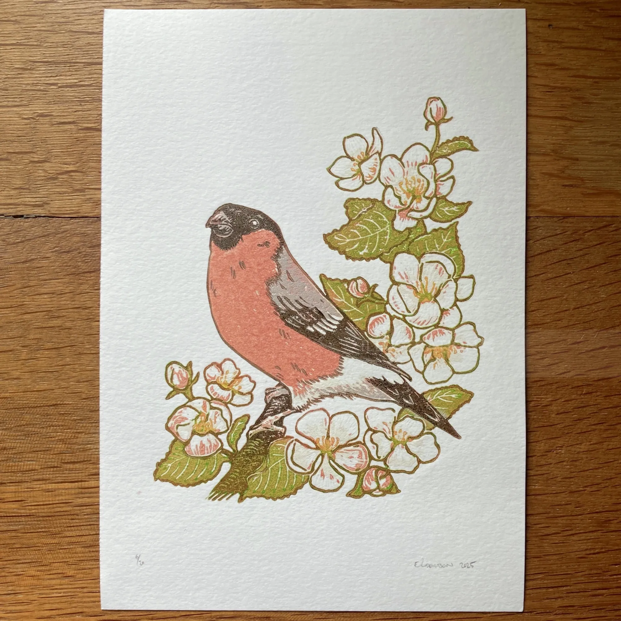 Multi-block lino print of a bullfinch on an apple blossom branch