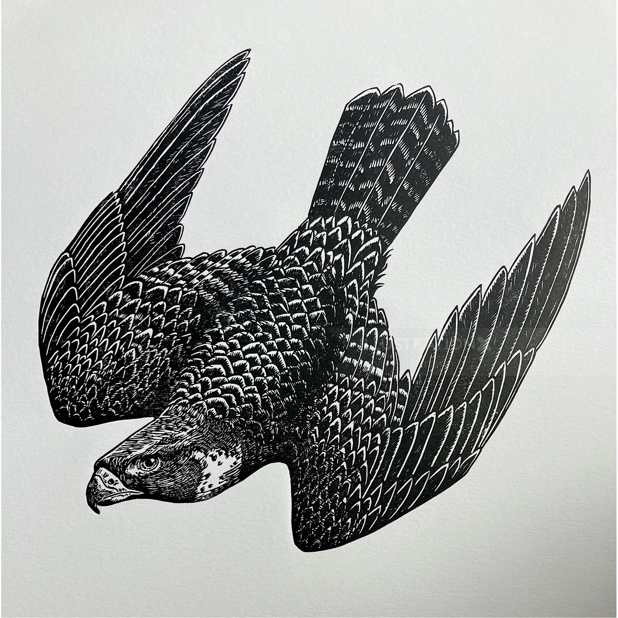 Lino print of peregrine falcon diving by Emily Robertson