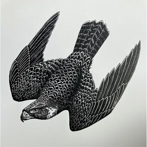 Lino print of peregrine falcon diving by Emily Robertson