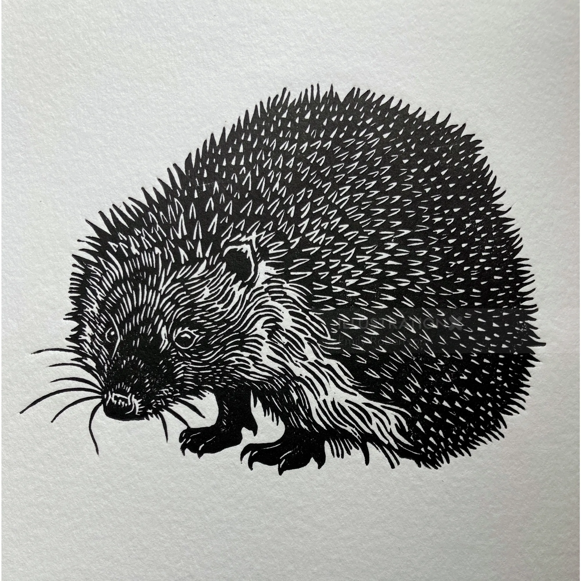 Black and white lino cut of a hedgehog by Emily Robertson