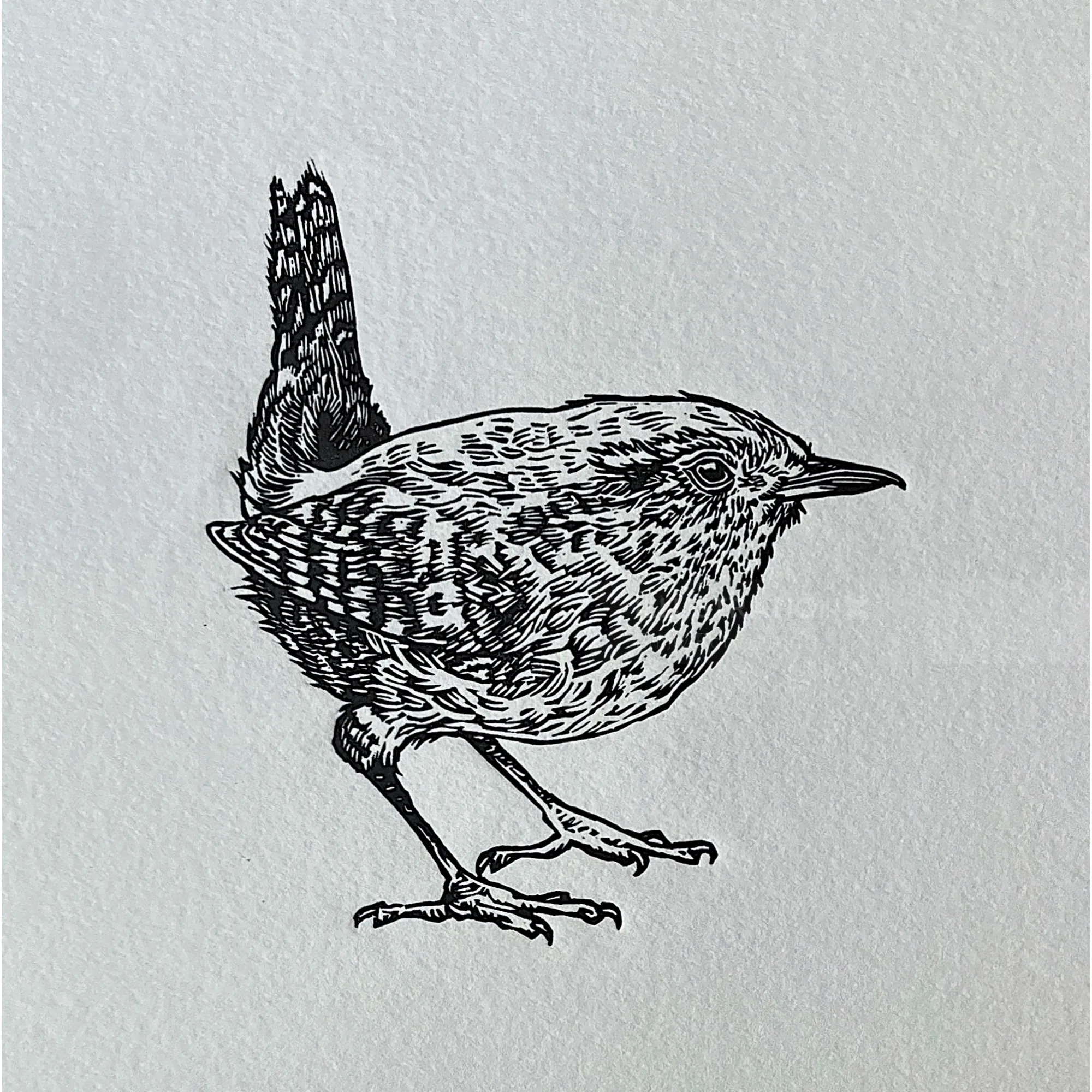 Black and white lino cut illustration of a wren bird by Emily Robertson