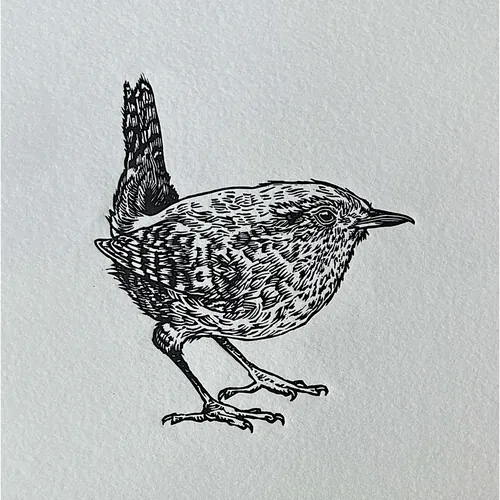 Black and white lino cut illustration of a wren bird by Emily Robertson