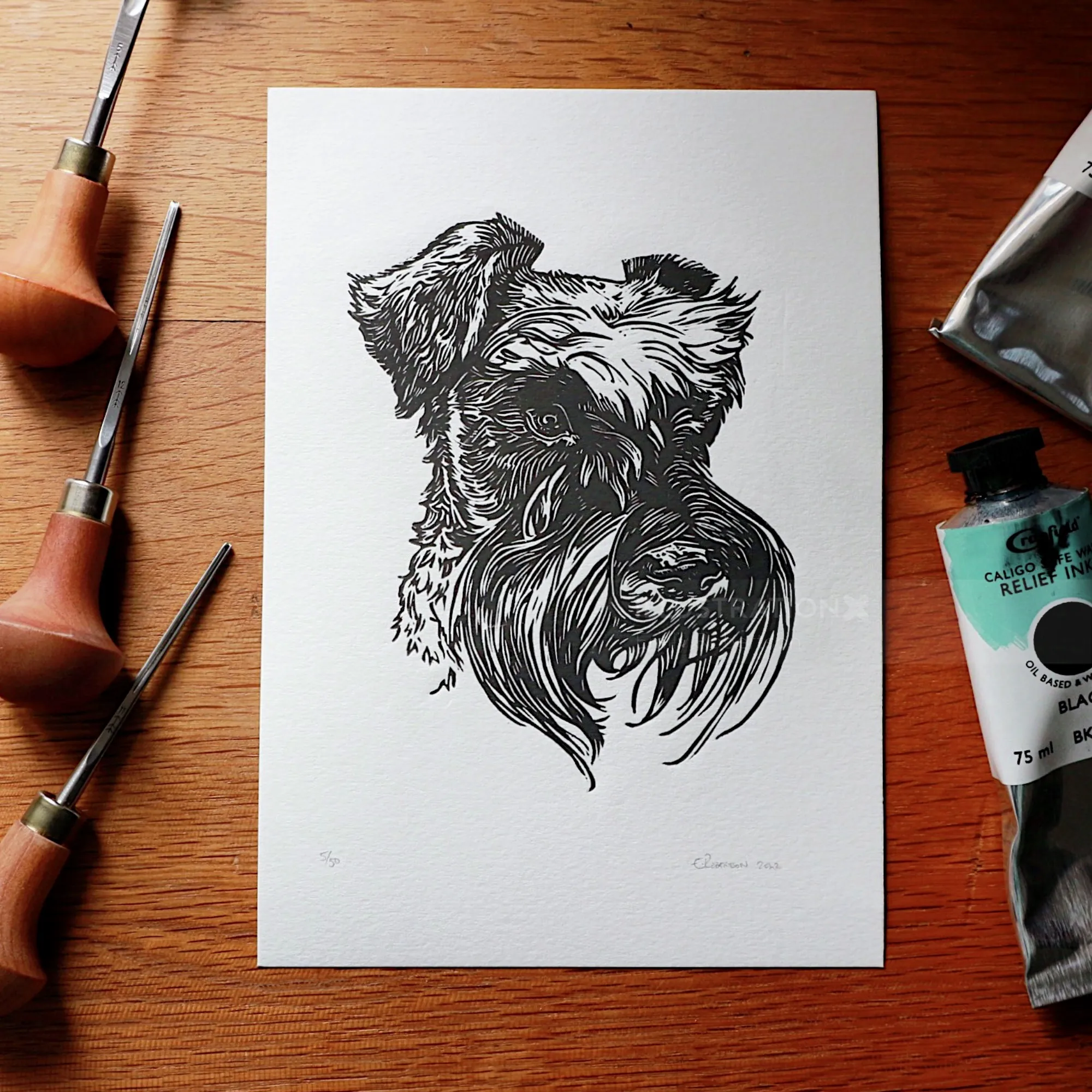 Black and white lino cut of a schnauzer dog by Emily Robertson
