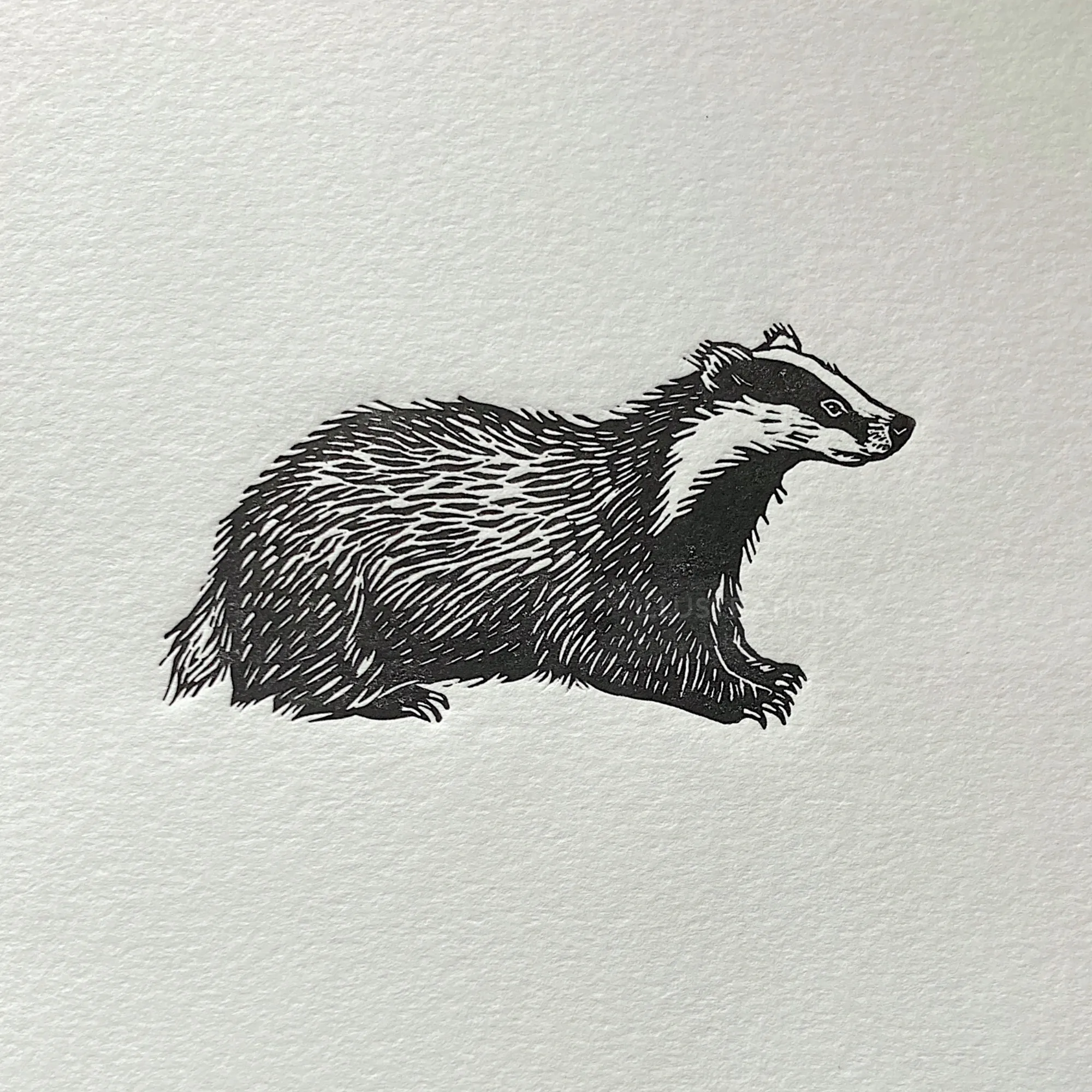 Black and white badger lino cut print by Emily Robertson