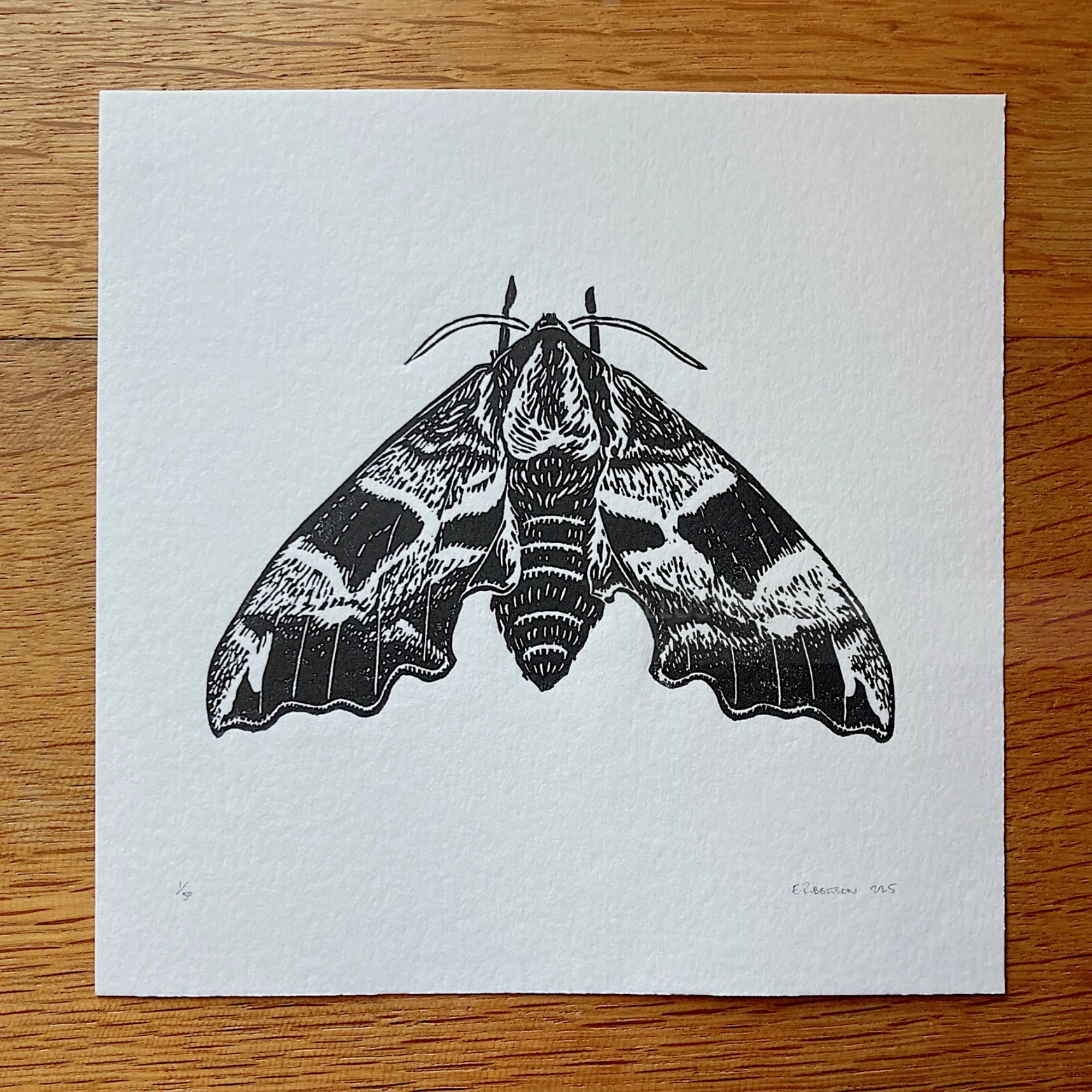 Black and white linocut print of a lime hawk moth by Emily Robertson