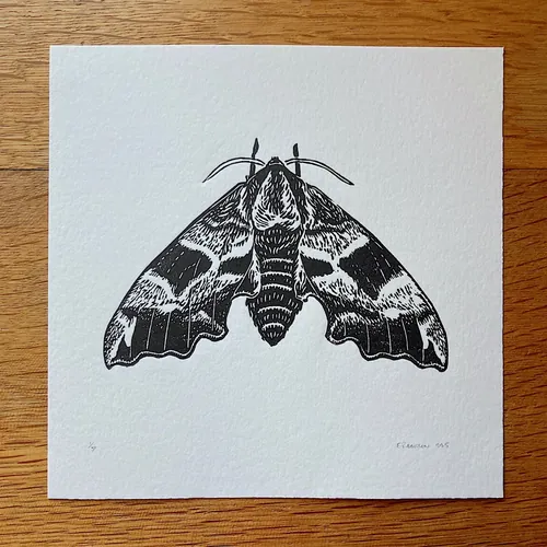 Black and white linocut print of a lime hawk moth by Emily Robertson