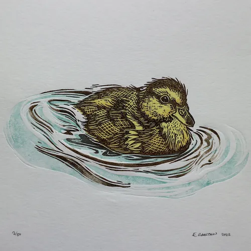 Duckling floating on water in multi block lino cut by Emily Robertson