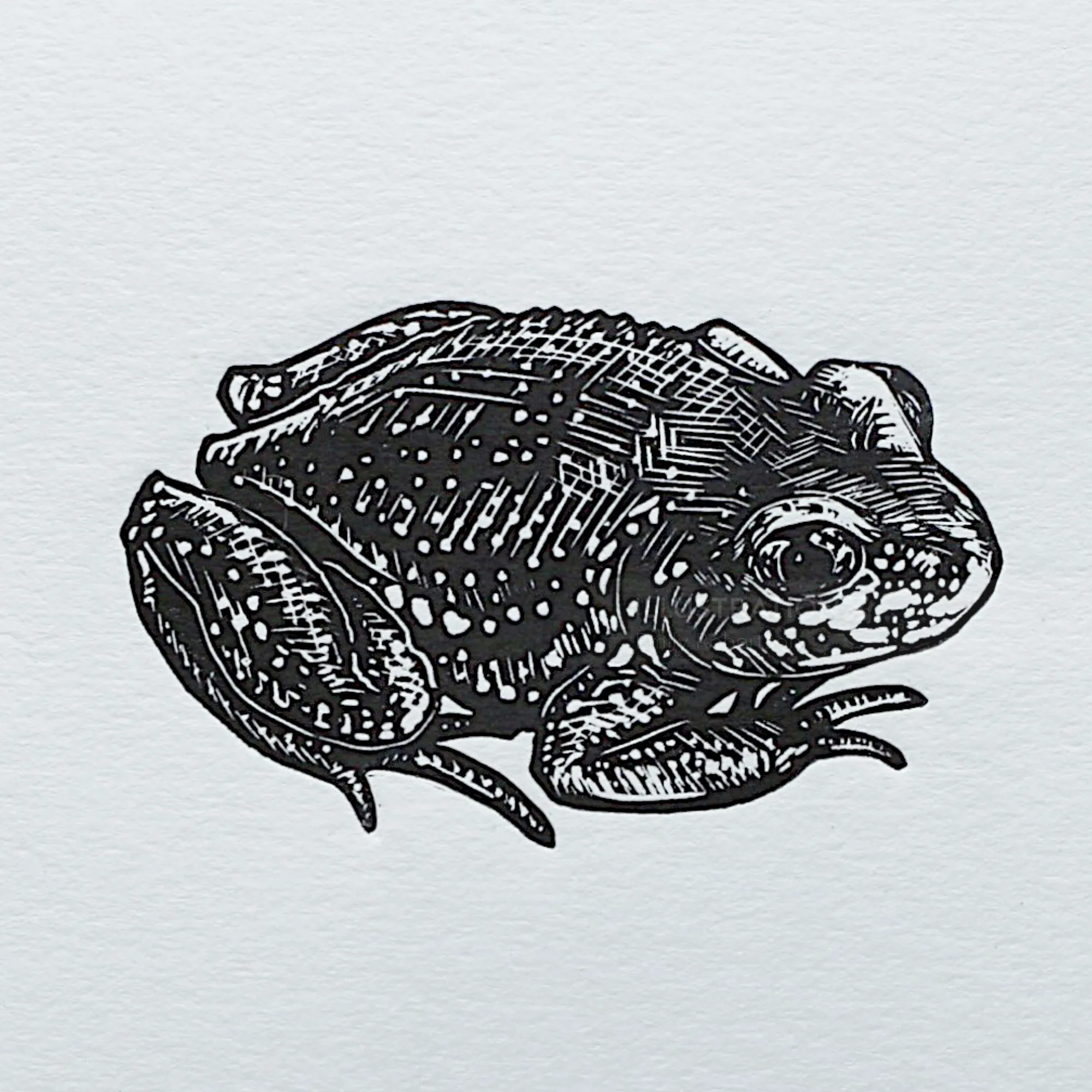 Black and white lino cut print of a toad by Emily Robertson