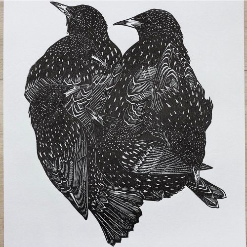 Lino cut artwork of starlings by Emily Robertson