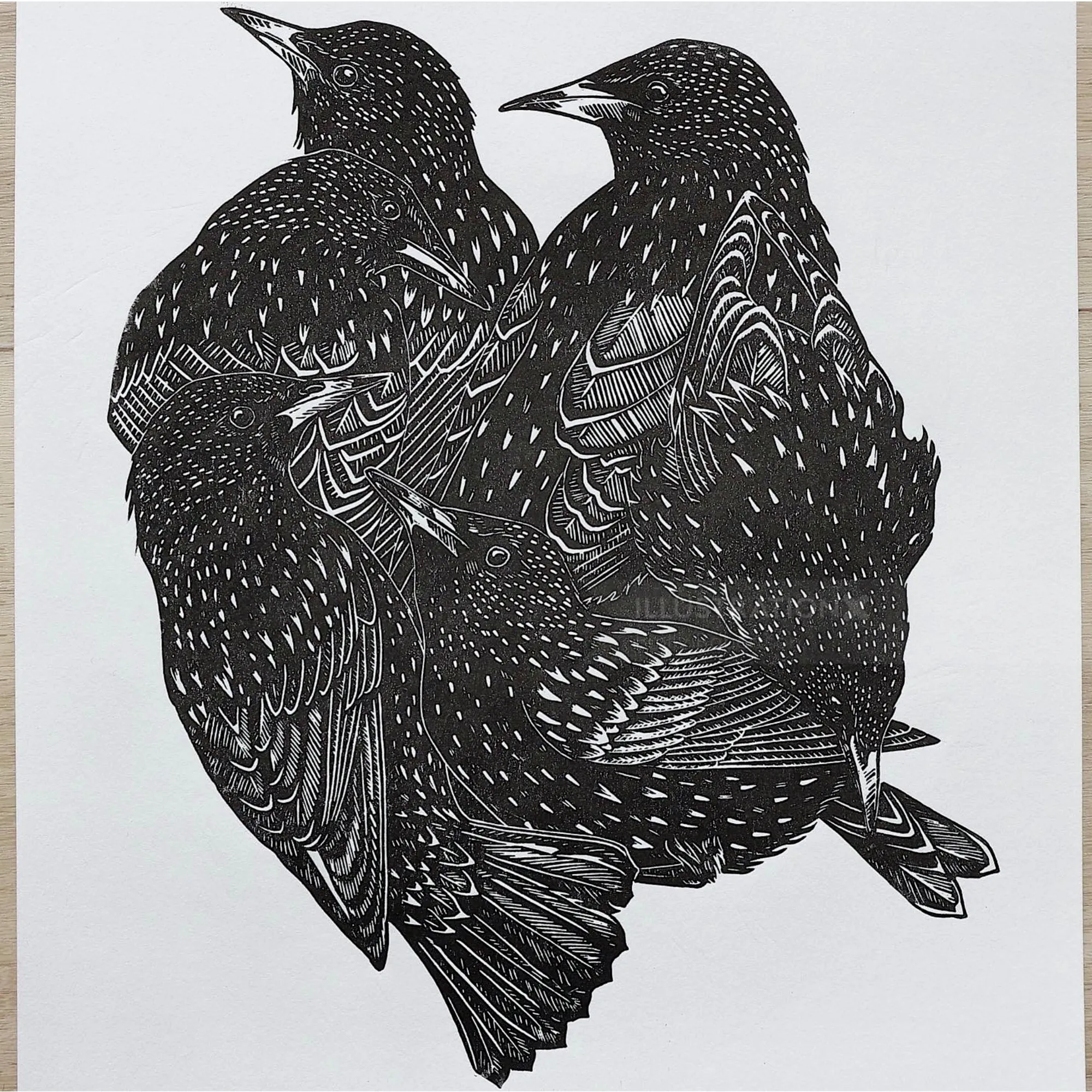 Lino cut artwork of starlings by Emily Robertson