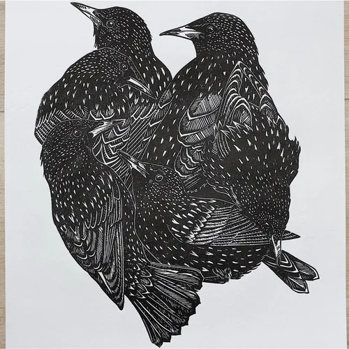 Lino cut artwork of starlings by Emily Robertson