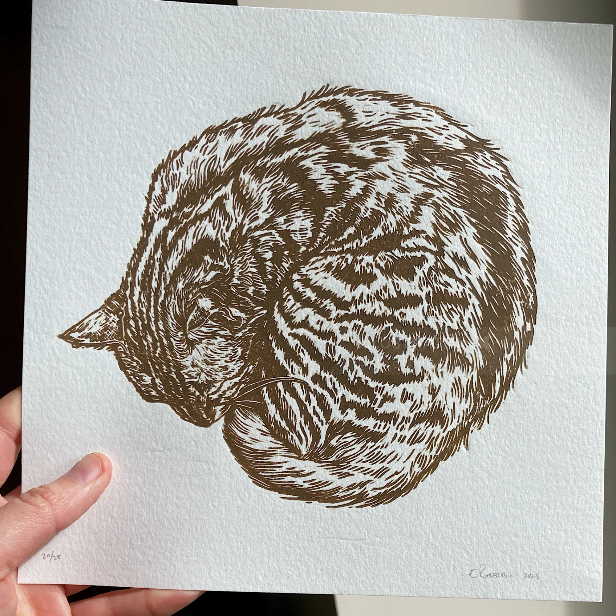 Brown tabby cat curled up in a lino cut by Emily Robertson