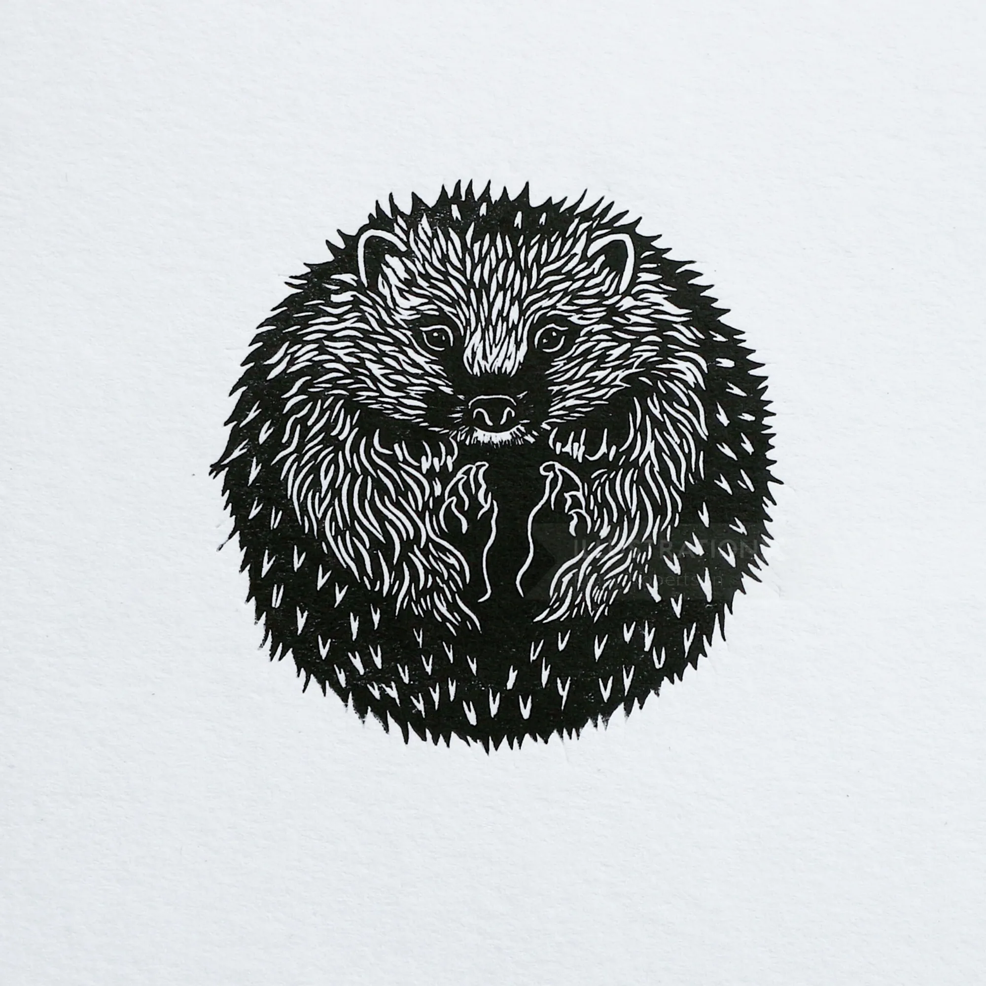 Black and white hedgehog lino cut print by Emily Robertson