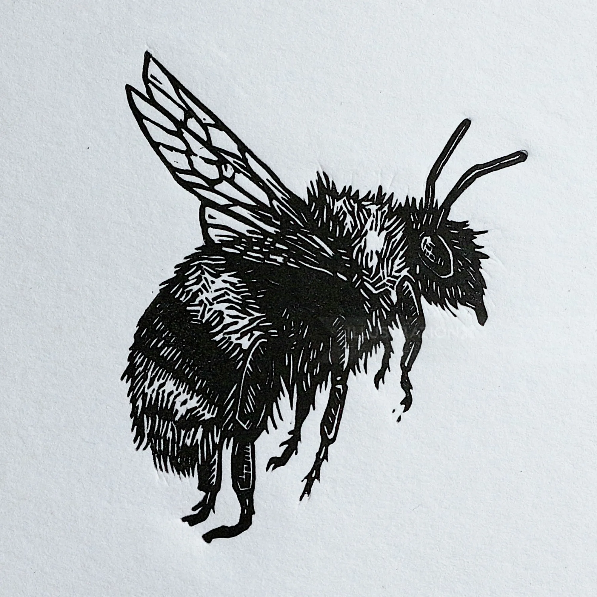 Black and white bee lino cut artwork by Emily Robertson
