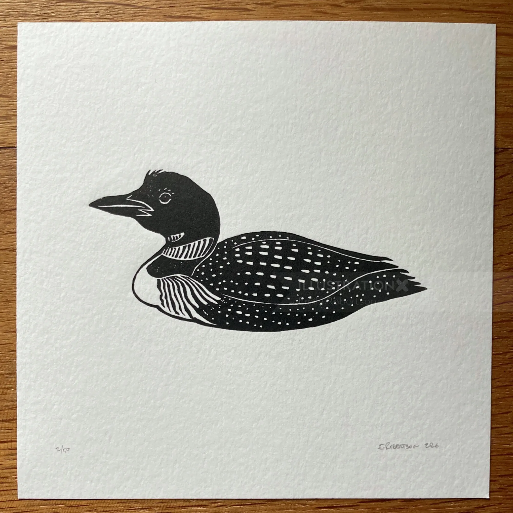 Black and white lino cut print of a loon bird by Emily Robertson