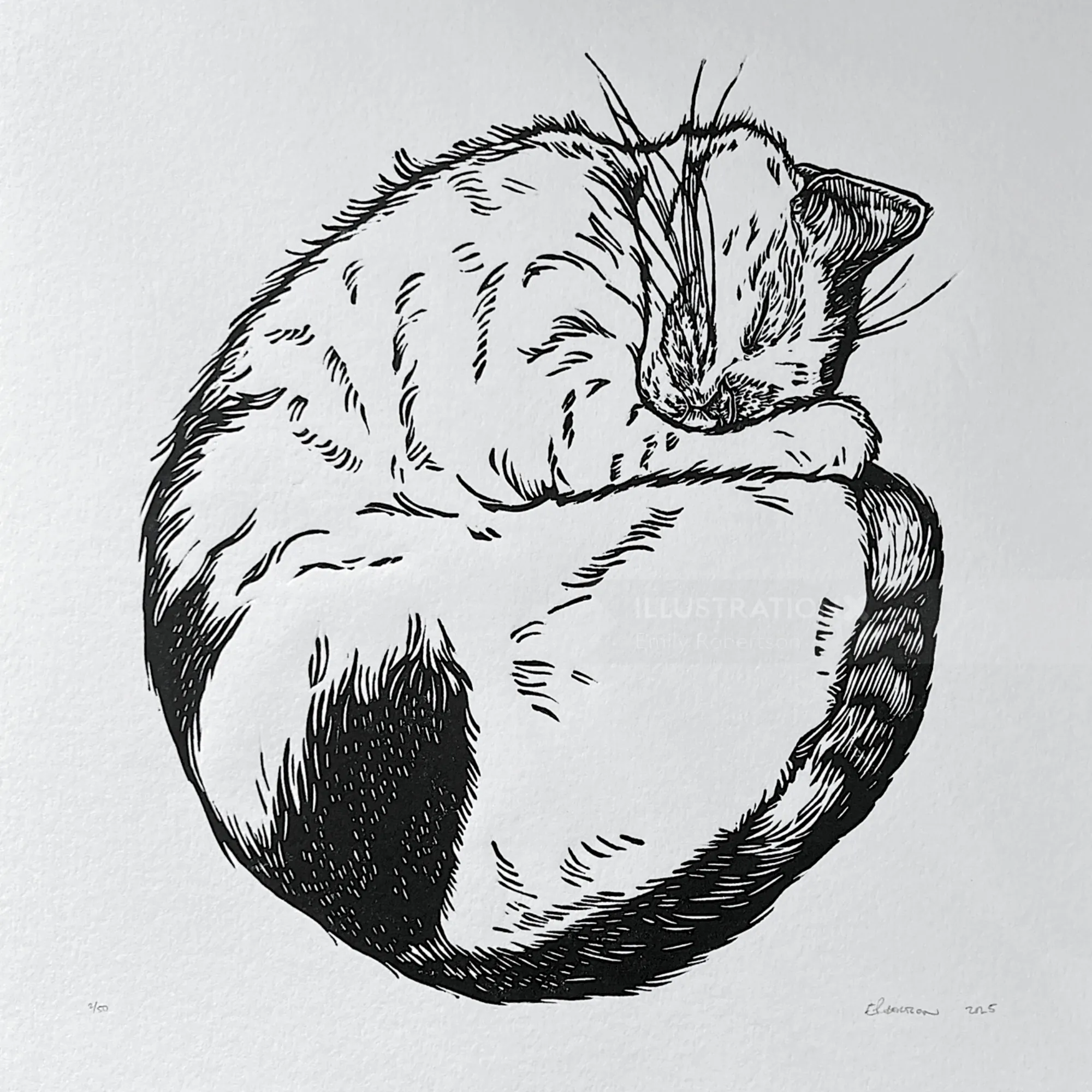 Ink drawing of a curled up sleeping white and tabby cat by Emily Robertson