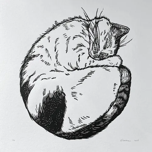 Ink drawing of a curled up sleeping white and tabby cat by Emily Robertson
