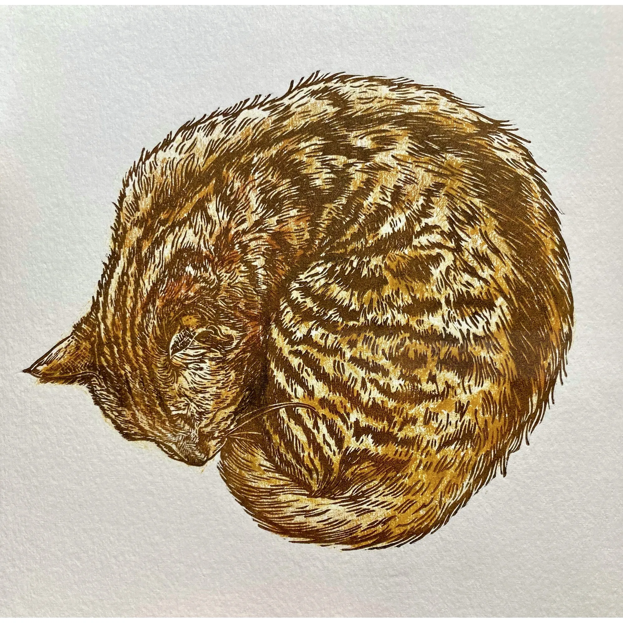 Emily Robertson's colored linocut illustration of a sleeping curled cat
