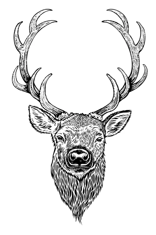 Stag portrait in lino cut style by Emily Robertson