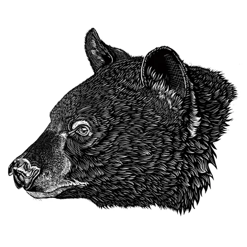 Etched-style black bear head illustration by Emily Robertson