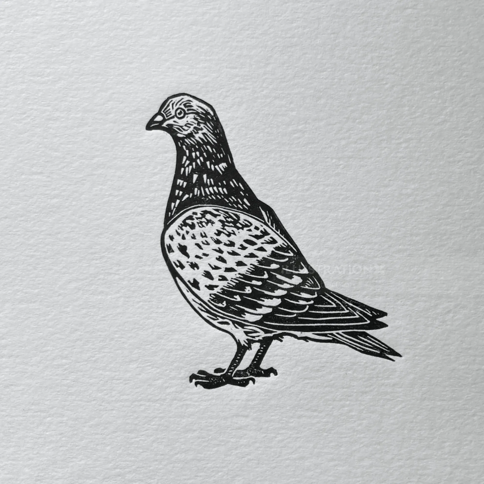 Pigeon linocut print by Emily Robertson