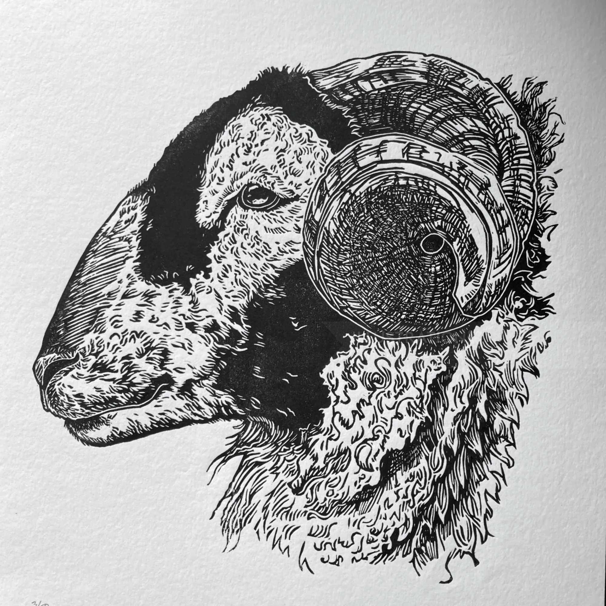 Lino cut print of a ram's head by Emily Robertson
