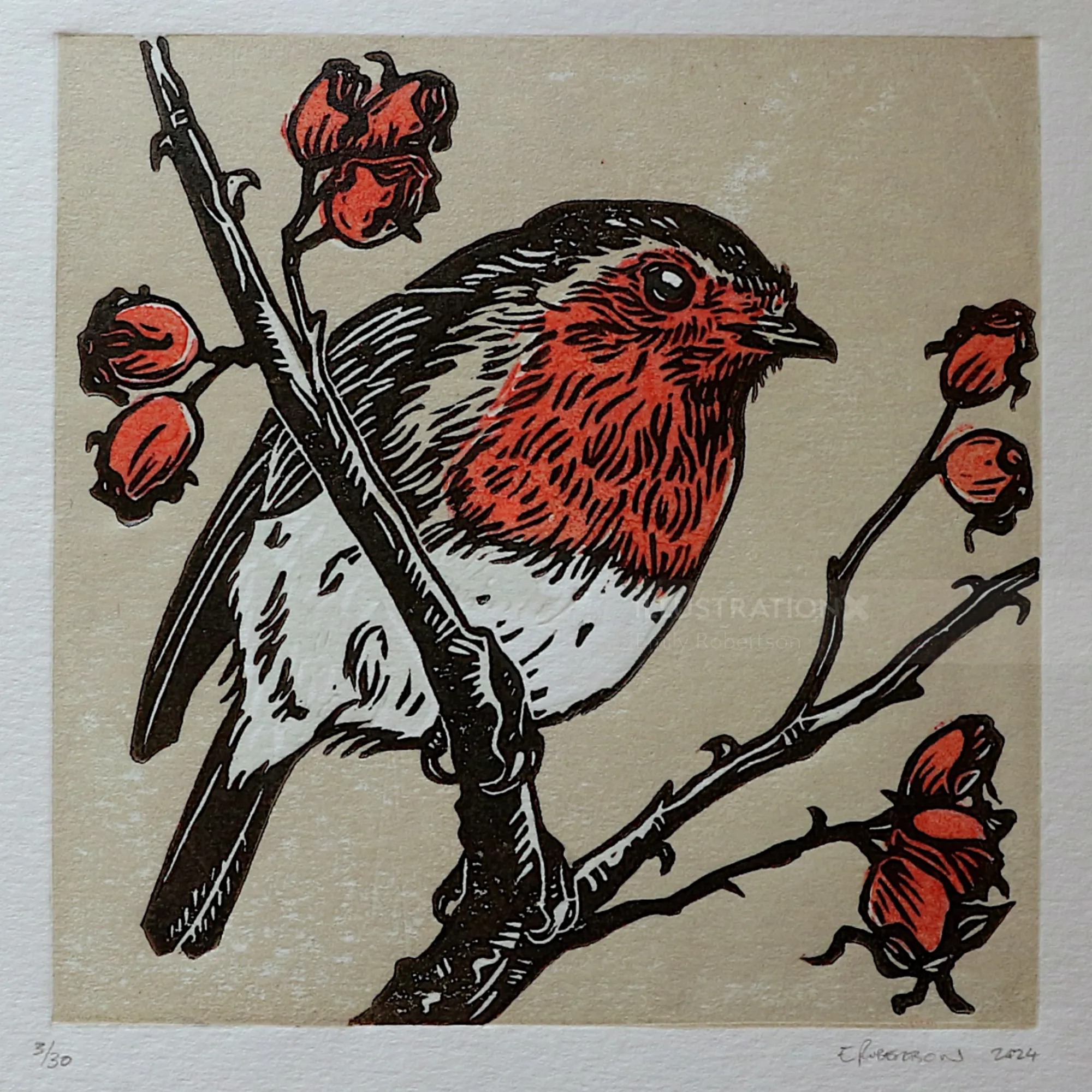 Emily Robertson linocut print of a robin perched among rose hips