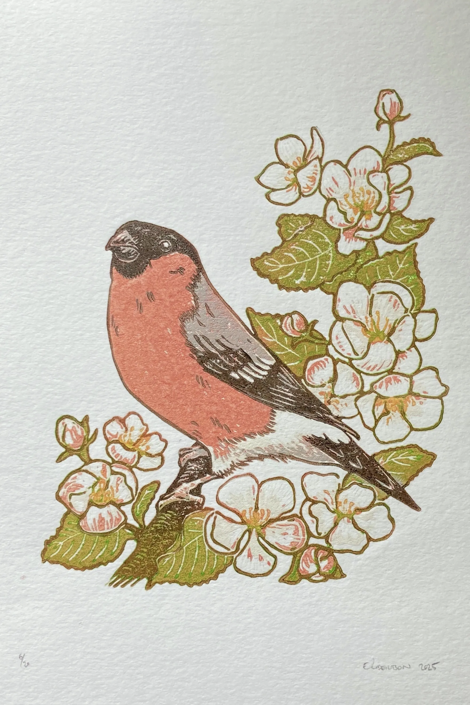 Emily Robertson's linocut print of a bullfinch among apple blossoms