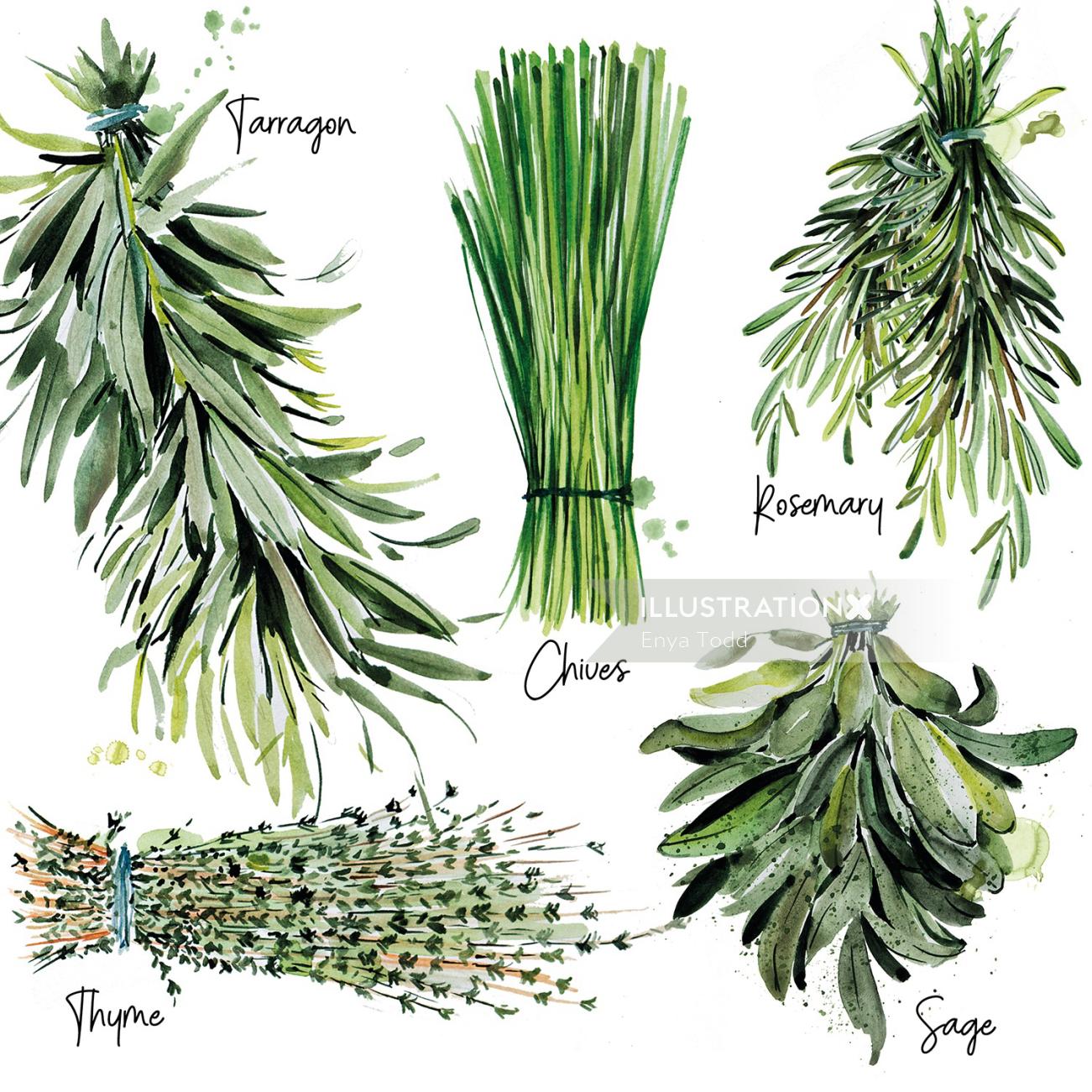 Watercolour art of herbs list