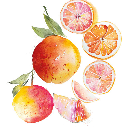 Grapefruits illustration by Enya Todd