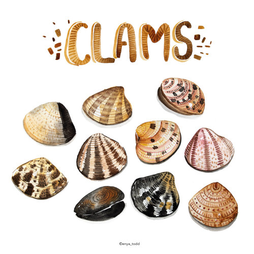 Food illustration of Clams