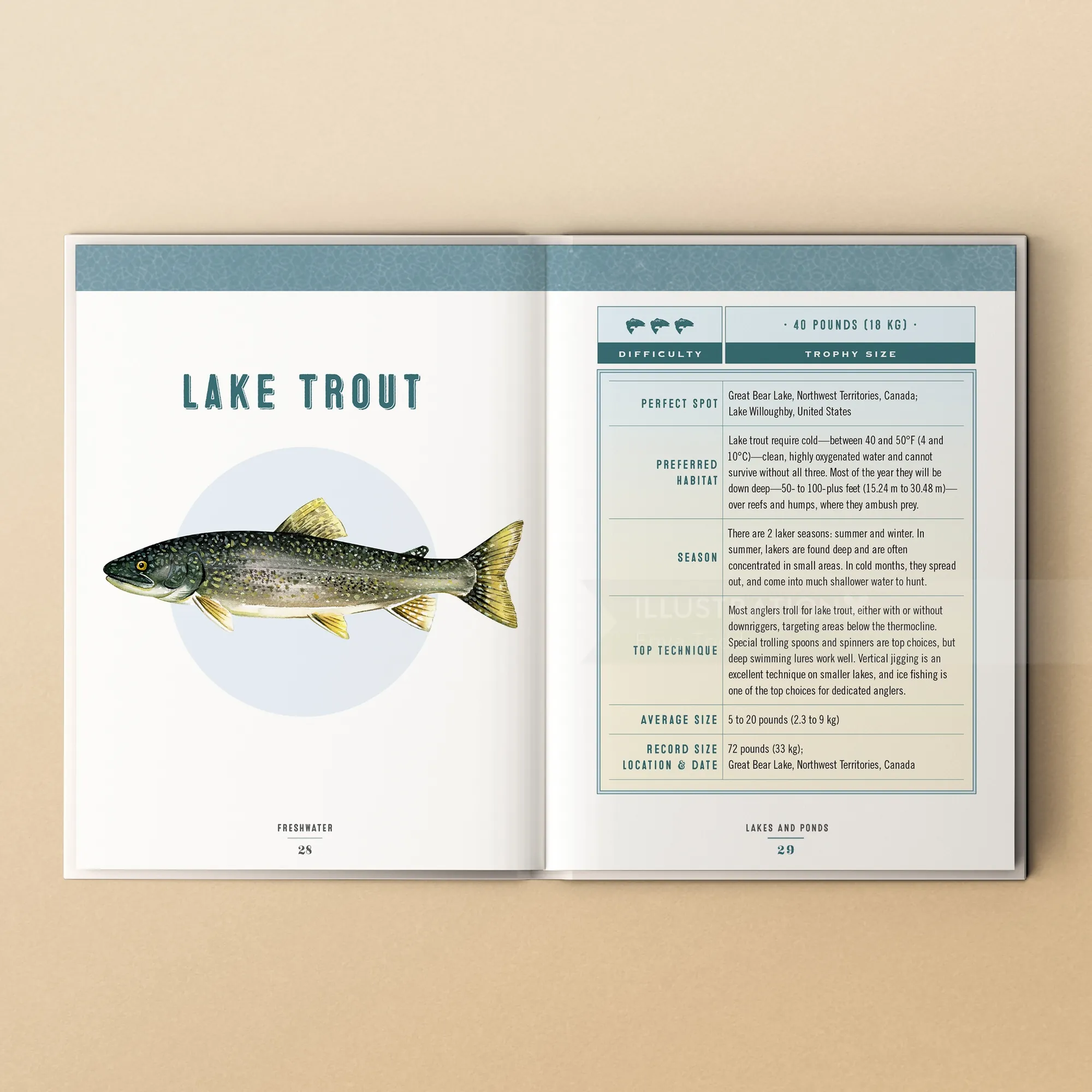 Illustration of a lake trout with fishing details and habitat info