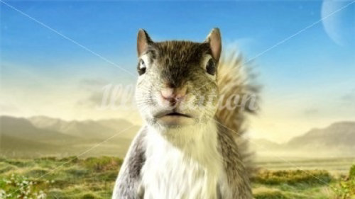 Animal illustration of squirrel