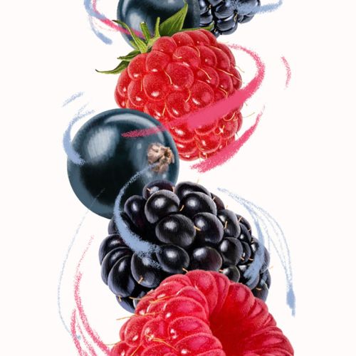 Fruits illustration by Food For Thought