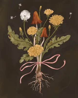dandelion flowers with roots tied by pink ribbon on dark background