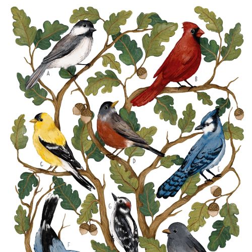 Watercolor illustration of seven North American backyard birds by Fox and Fables