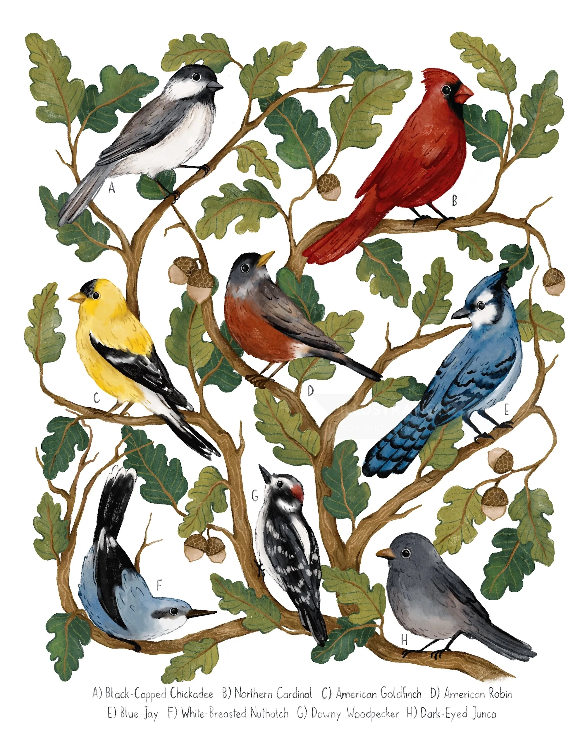 Watercolor illustration of seven North American backyard birds by Fox and Fables