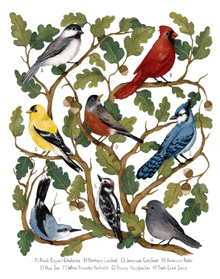 Watercolor illustration of seven North American backyard birds by Fox and Fables