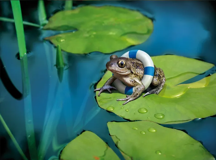 Happy frog with air tube
