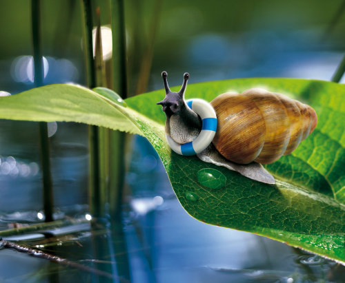 Happy snail on leaf
