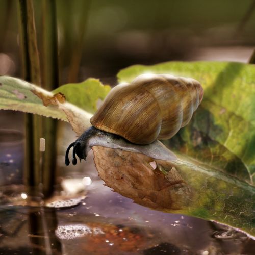 Ill snail on rotten leaf

