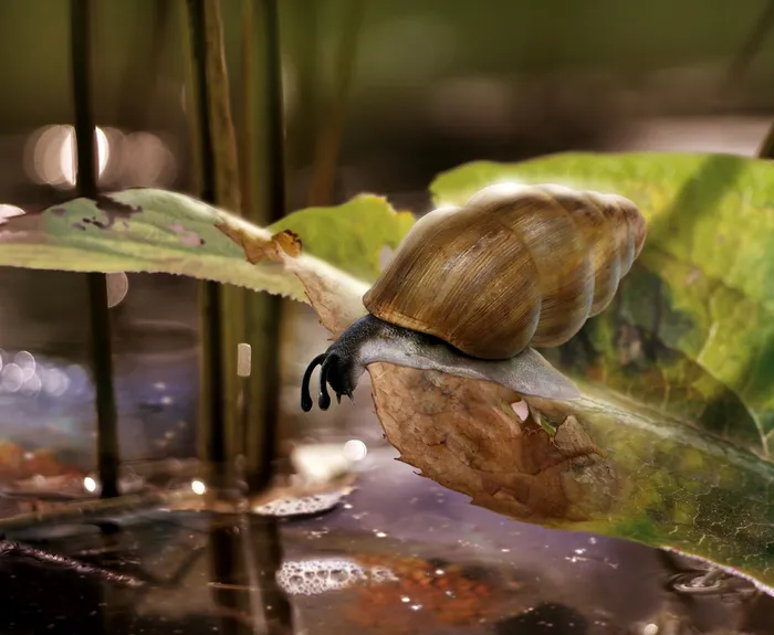 Ill snail on rotten leaf
