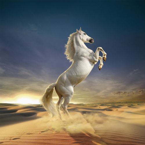 White horse standing in desert
