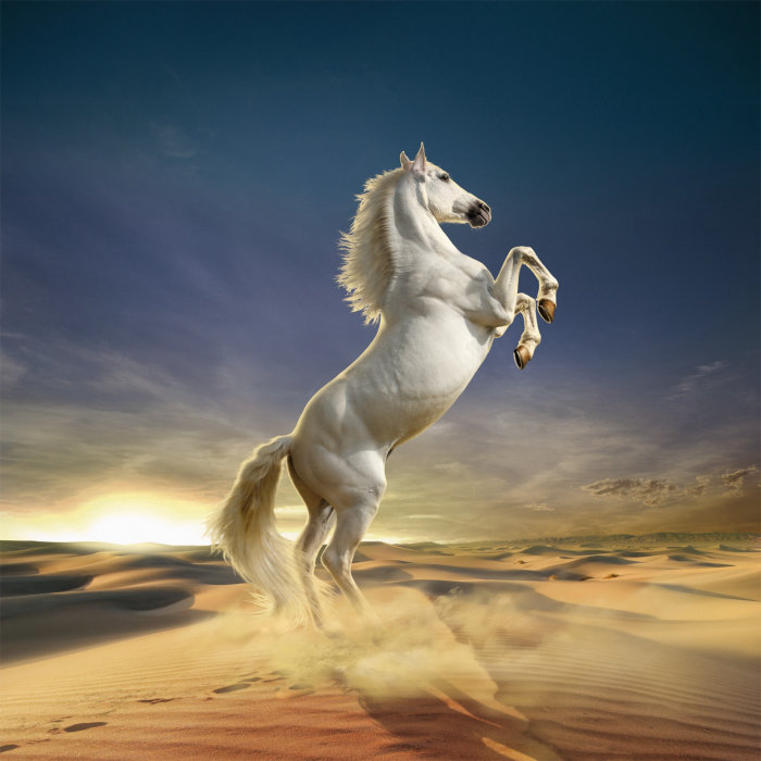 Cheval blanc debout dans le désert